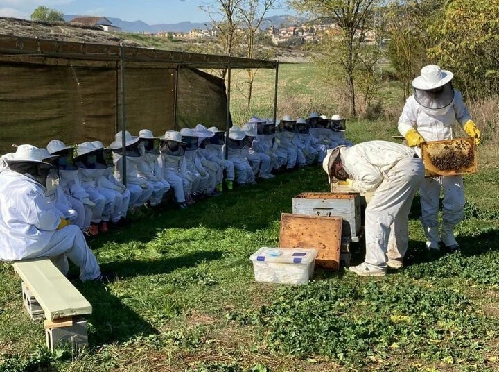 Explicació de l'apicultura